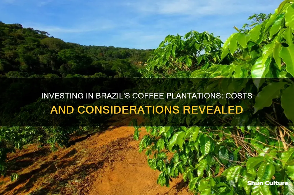 how much is a coffee plantation in brazil