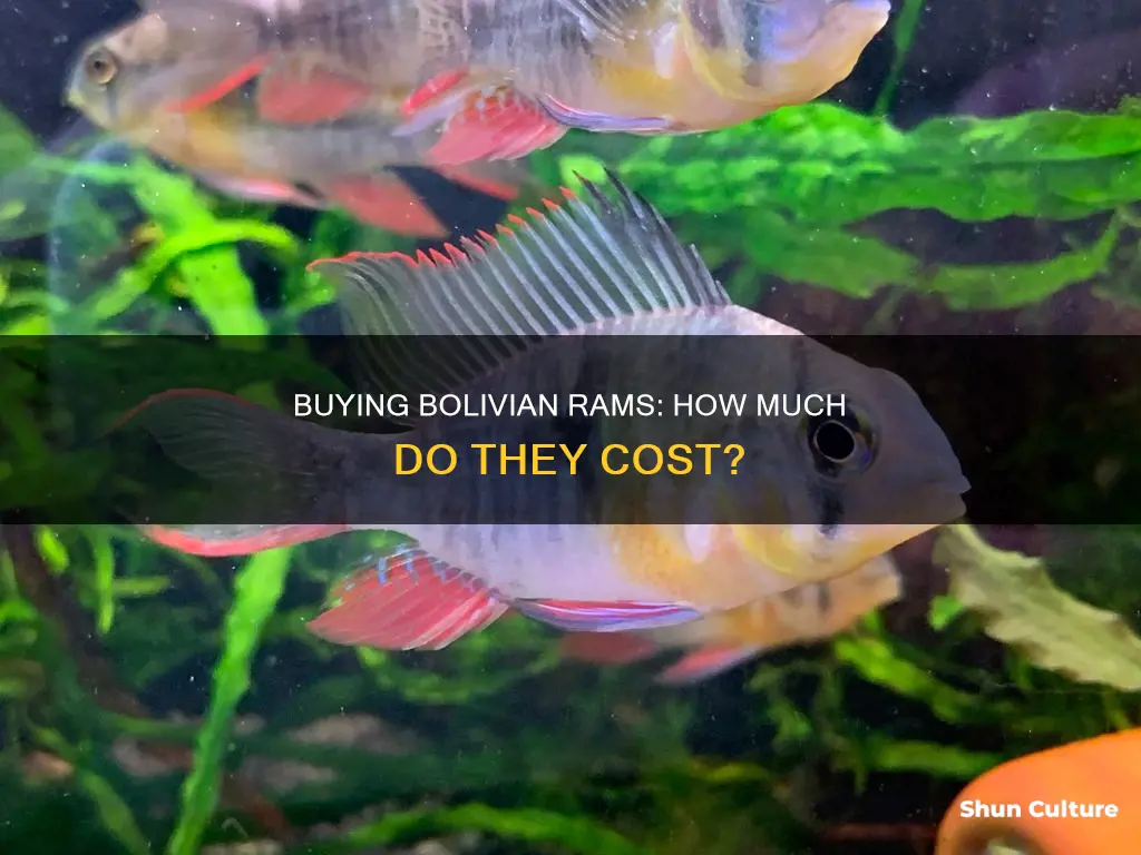 how much is bolivian rams fish