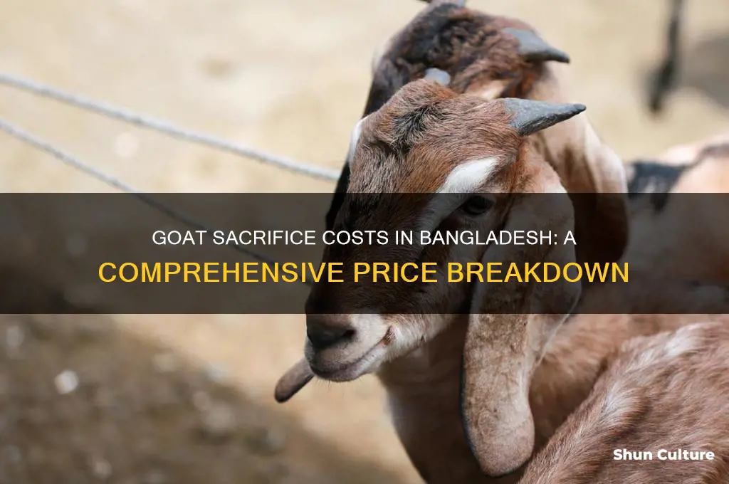 how much it costs to sacrifice a goat in bangladesh