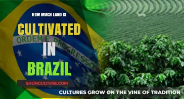 Brazil's Cultivated Land: Exploring Agricultural Extent and Impact