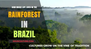 Exploring Brazil's Rainforest: Unveiling the Astonishing Biodiversity Within