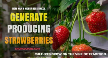 Brazil's Strawberry Industry: Revenue Insights and Economic Impact