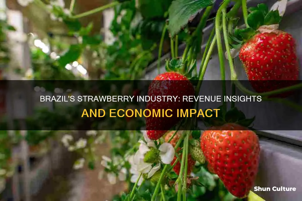 how much money does brazil generate producing strawberries