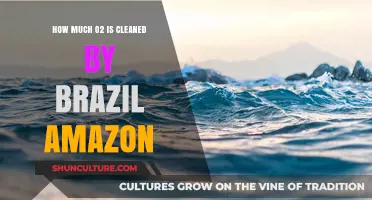 Brazil's Amazon Rainforest: Oxygen Purification Power and Global Impact