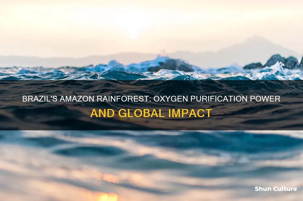 how much o2 is cleaned by brazil amazon