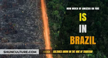 Brazil's Amazon Fires: Extent, Impact, and Global Concerns Explained