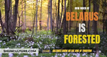 Exploring Belarus' Forested Landscape: A Comprehensive Overview