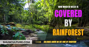 Belize's Rainforest Legacy: A Natural Treasure Trove