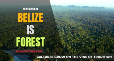 The Forest Cover of Belize: A Natural Legacy