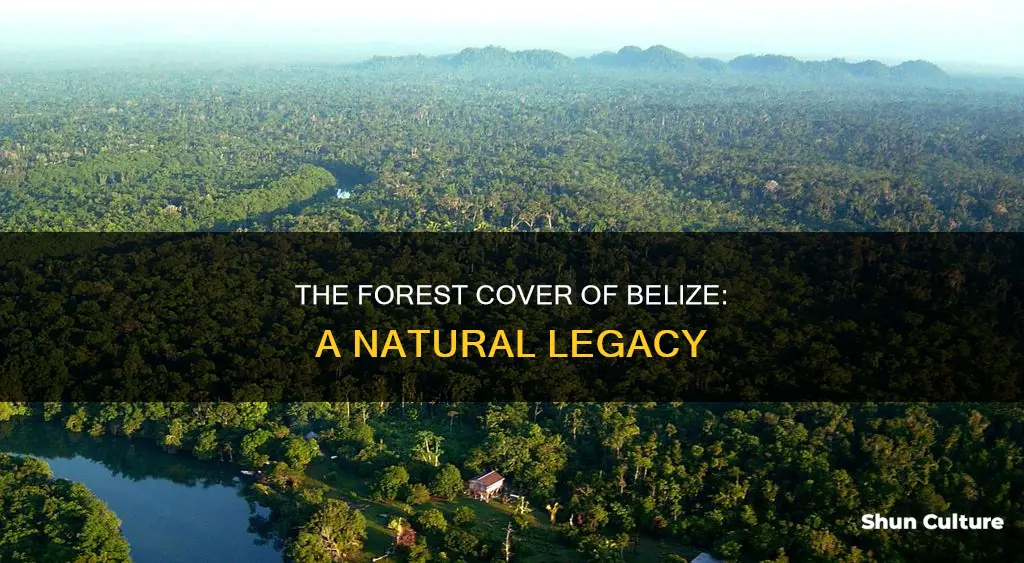 how much of belize is forest