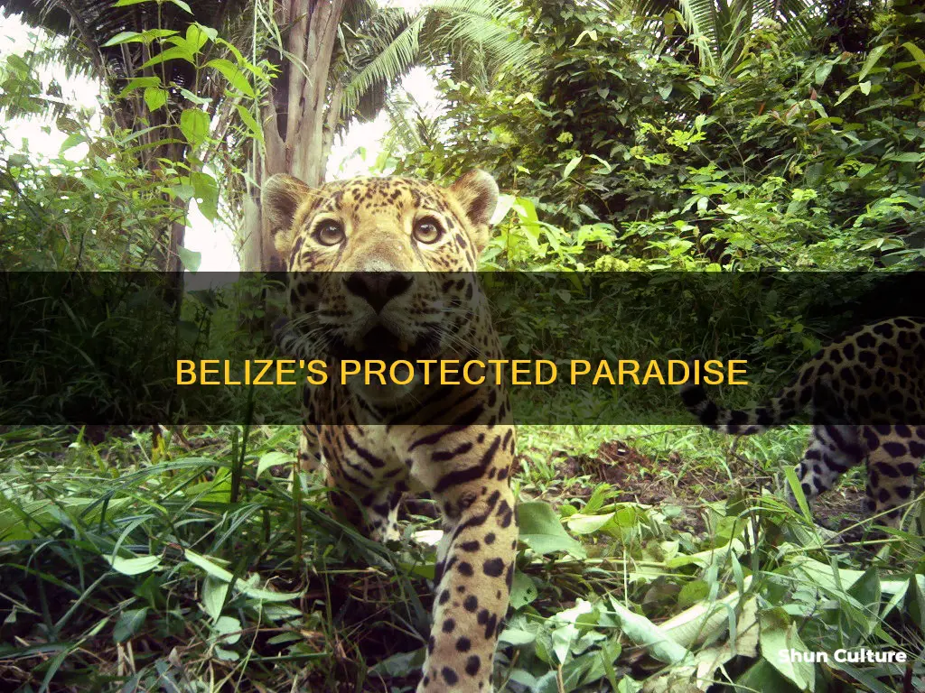 how much of belize is protected