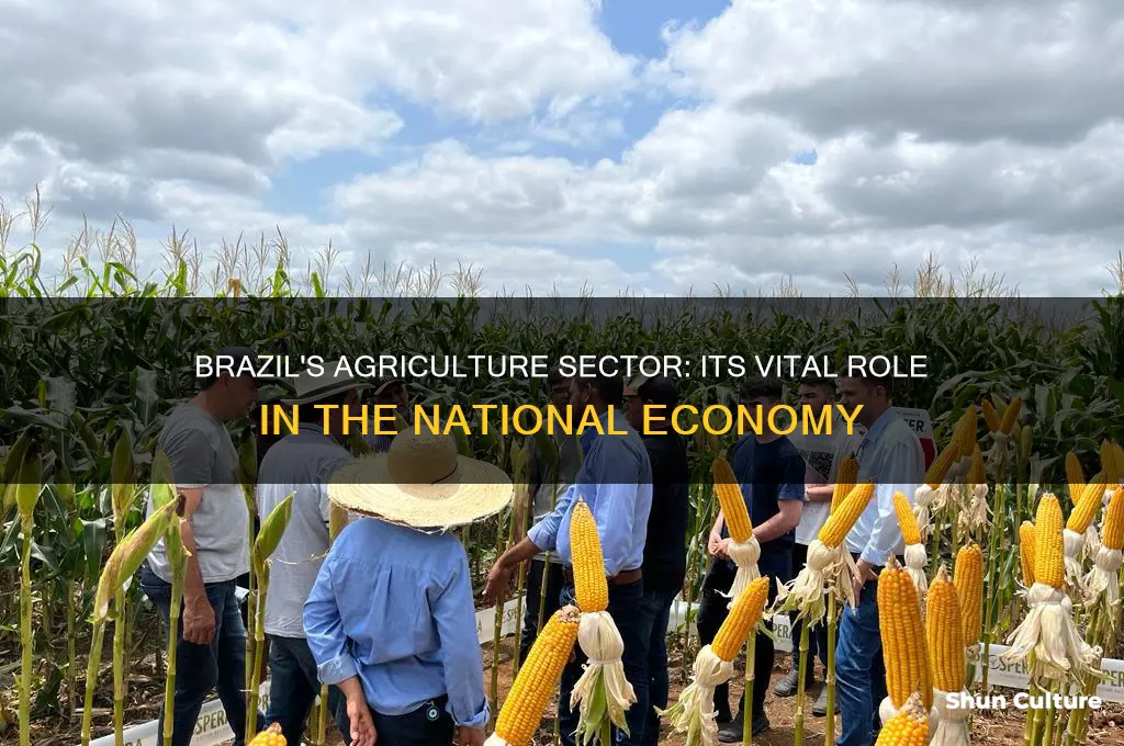 how much of brazil economy is agriculture