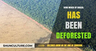 Brazil's Deforestation Crisis: How Much Forest Has Been Lost?