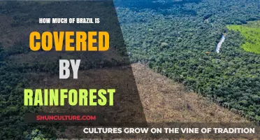 Exploring Brazil's Rainforest Coverage: Facts and Figures Revealed