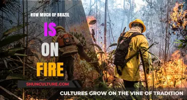 Brazil's Burning Crisis: Understanding the Scale of Wildfires