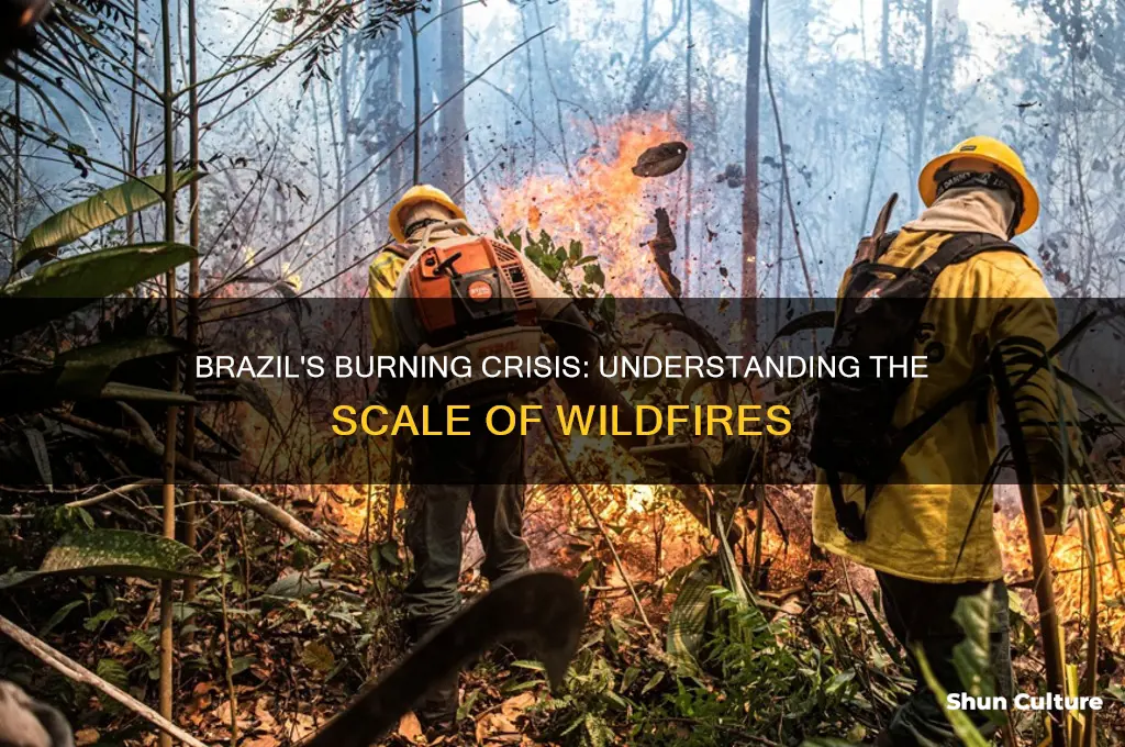 how much of brazil is on fire