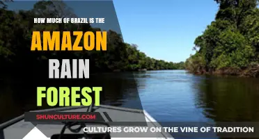 Exploring Brazil's Amazon Rainforest: Size, Significance, and Surprising Facts
