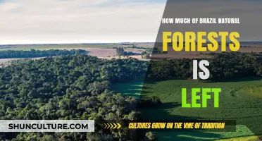 Brazil's Remaining Natural Forests: Current Status and Conservation Efforts