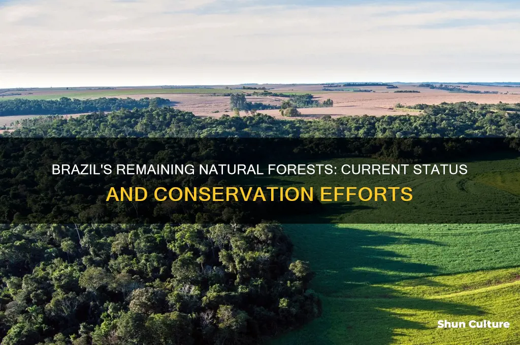 how much of brazil natural forests is left