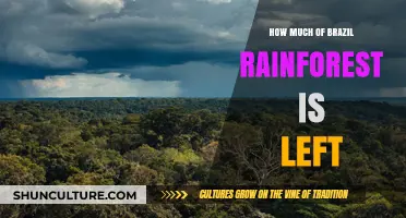Brazil's Rainforest: Current Status and Remaining Forest Coverage