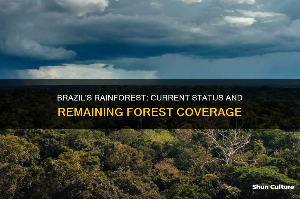 how much of brazil rainforest is left