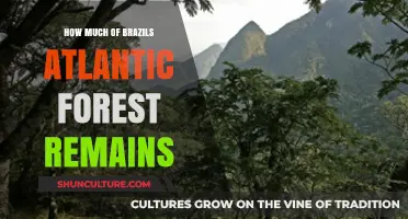 Brazil's Atlantic Forest: How Much of This Vital Ecosystem Survives?
