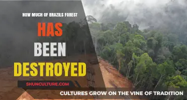 Brazil’s Forest Loss: How Much Has Been Destroyed So Far?