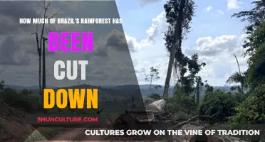 Brazil's Rainforest Loss: How Much Has Been Destroyed?