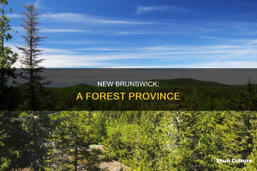 how much of new brunswick is forest