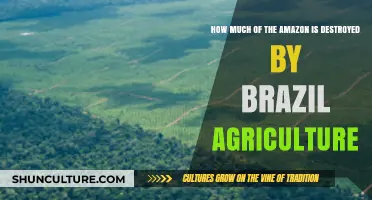 Brazil's Agriculture Impact: How Much Amazon Rainforest is Lost?