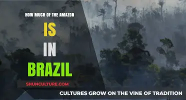 Exploring Brazil's Amazon: Understanding Its Vast Rainforest Territory