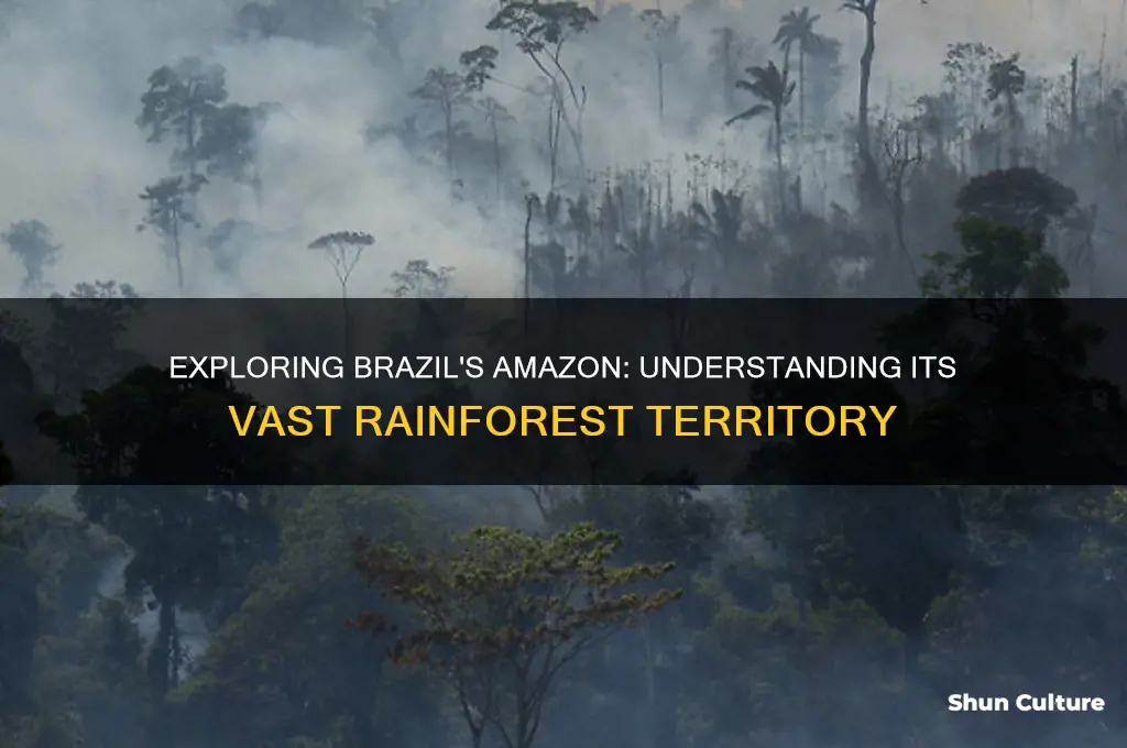 how much of the amazon is in brazil