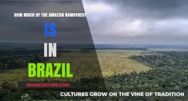 Exploring Brazil's Share of the Amazon Rainforest: Facts and Figures