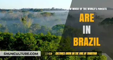 Brazil's Forest Cover: A Global Perspective on Its Vast Woodlands