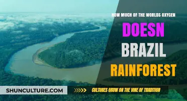 Brazil's Rainforest: Earth's Vital Oxygen Source Explained