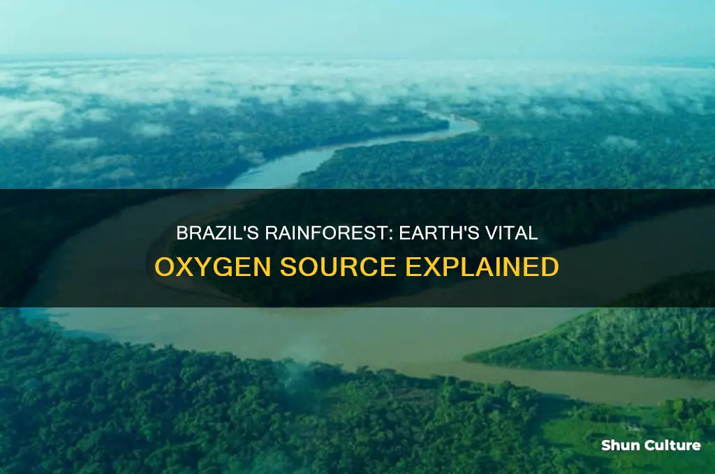 how much of the worlds oxygen doesn brazil rainforest