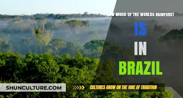 Brazil's Rainforest Dominance: How Much of the World's Lungs Lie Within?