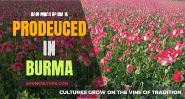 Burma's Opium Production: A Deep Dive into the Golden Triangle's Dark Secret