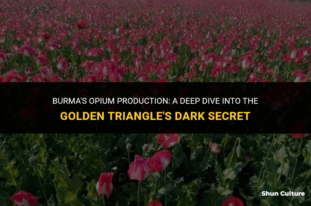 how much opium is prodeuced in burma