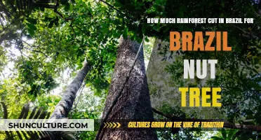 Brazil Nut Trees: Rainforest Loss in Brazil's Amazon Explained