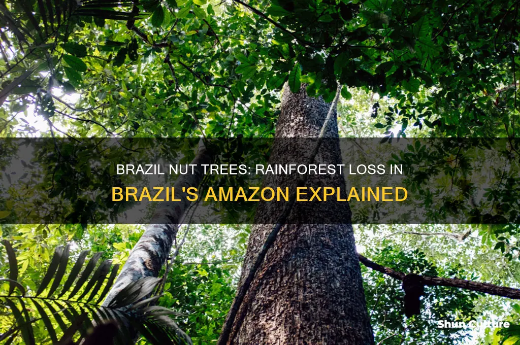 how much rainforest cut in brazil for brazil nut tree