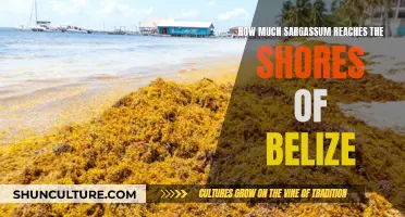 Belize's Sargassum Surge: Understanding the Seaweed's Impact on the Country's Coastline