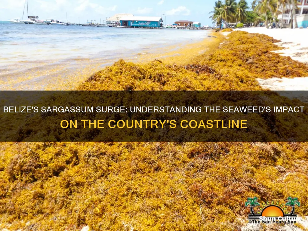 how much sargassum reaches the shores of belize