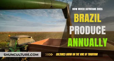 Brazil's Annual Soybean Production: A Comprehensive Overview of Output