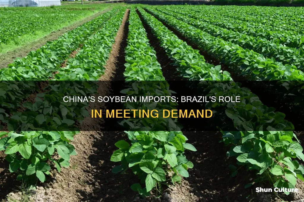 how much soybeans does china buy from the brazil