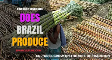 Brazil's Sugarcane Production: Unveiling the Country's Sweet Industry Output