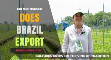 Brazil's Sugarcane Exports: Volume, Impact, and Global Market Trends