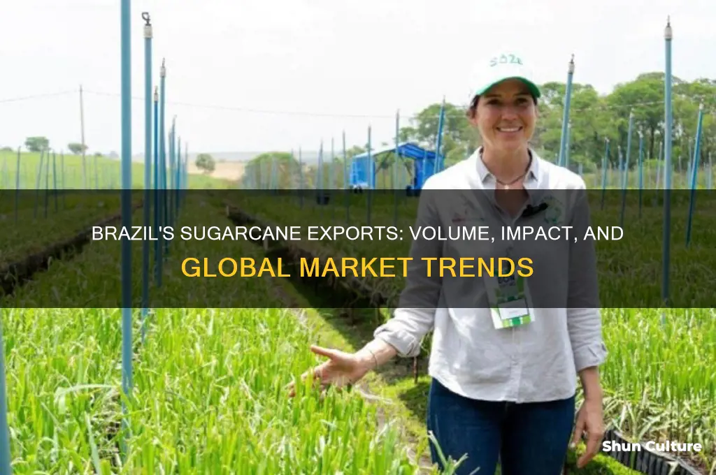 how much sugarcane does brazil export