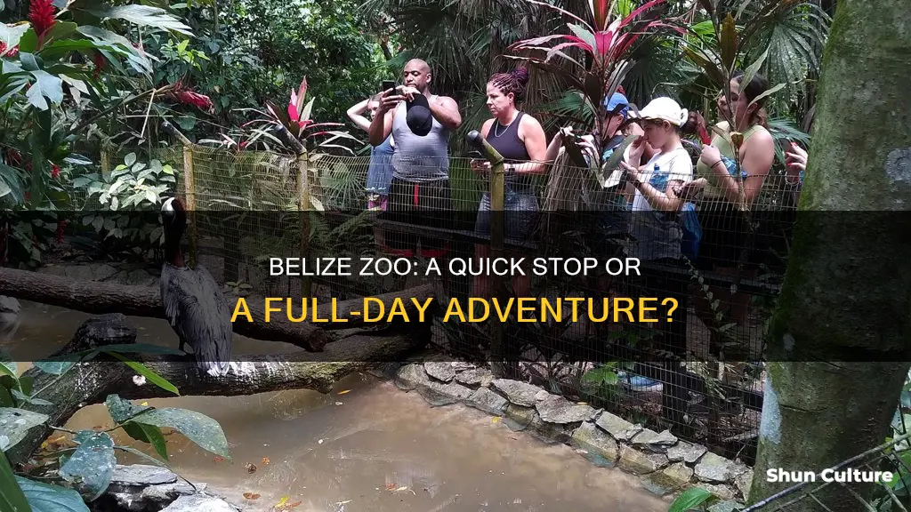 how much time at belize zoo