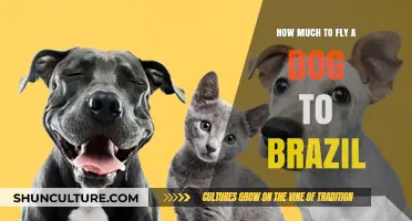 Flying Your Dog to Brazil: Costs, Requirements, and Tips